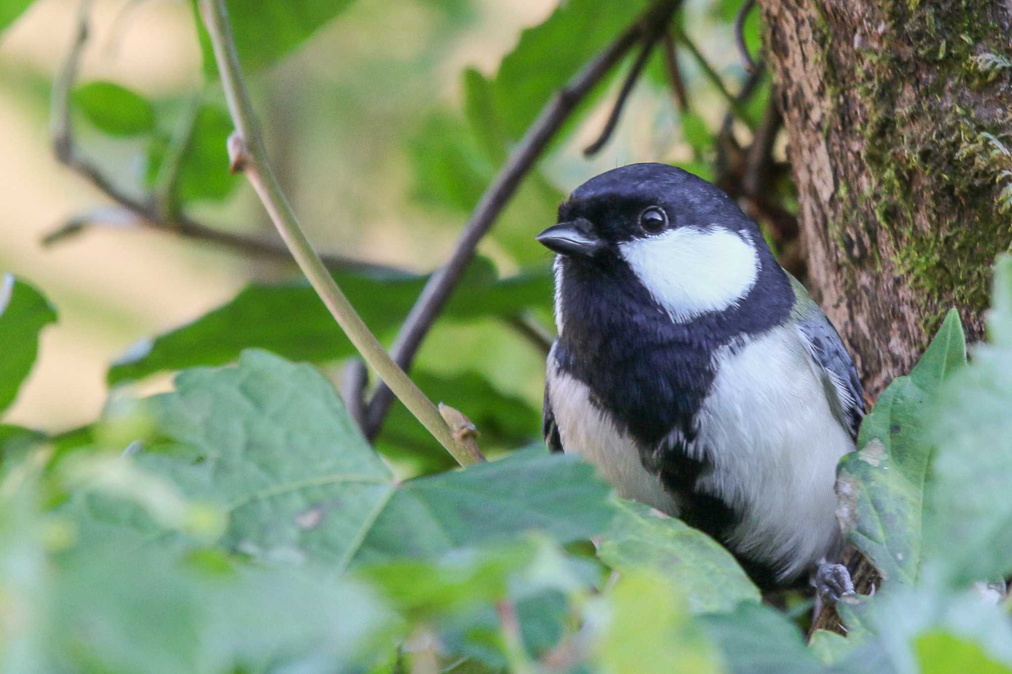 Photo of Japanese Tit at 静岡県川根 by Yacyou_photo