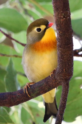 Red-billed Leiothrix 蓮華寺池公園 Thu, 11/23/2023