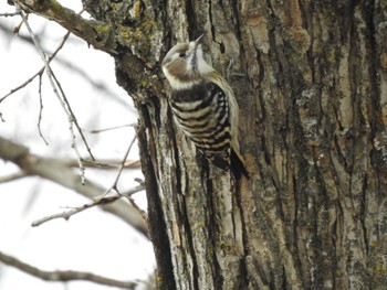 Japanese Pygmy Woodpecker 帯広市 帯広川 Thu, 11/23/2023