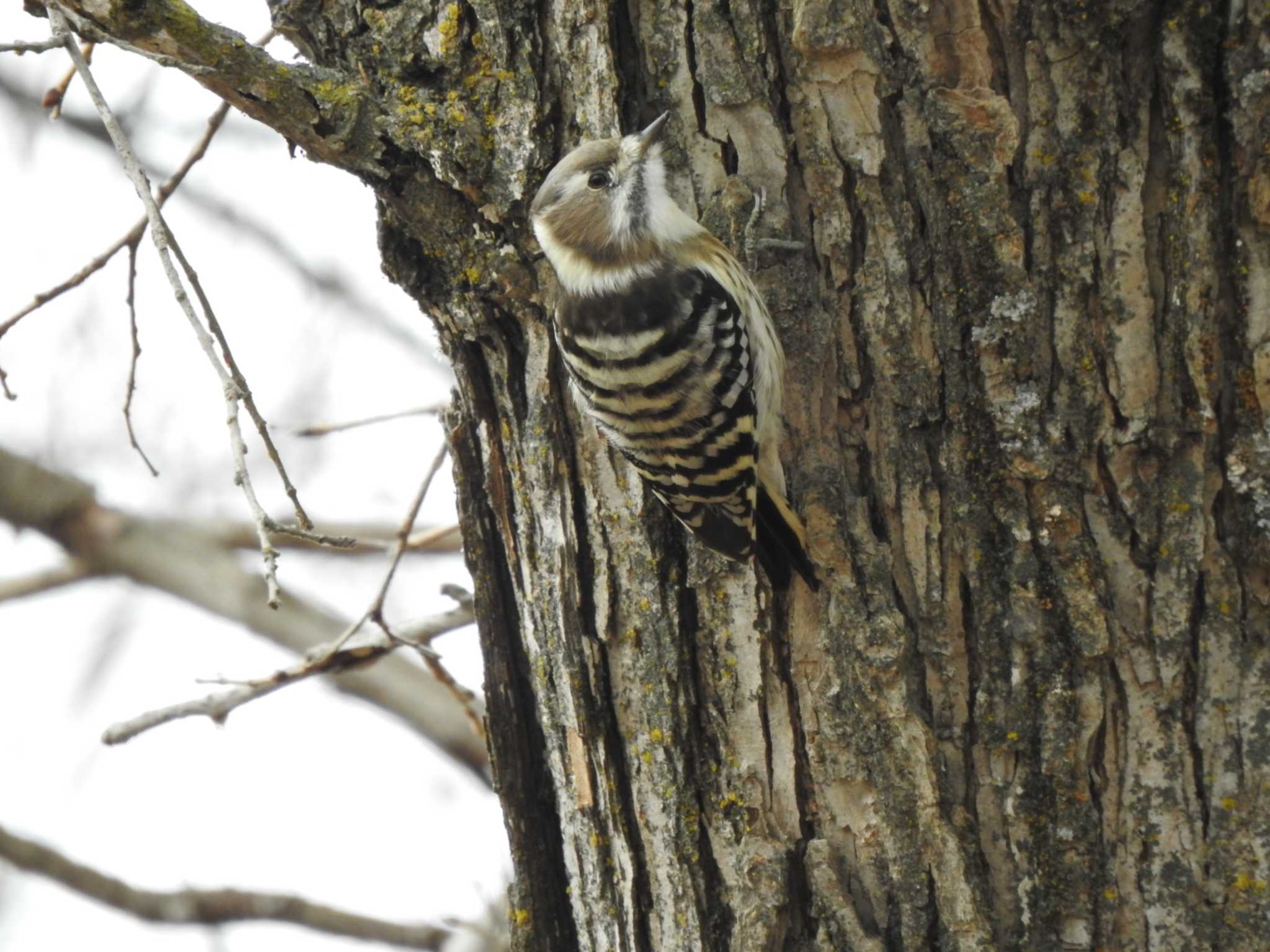 Japanese Pygmy Woodpecker