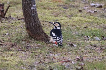 Great Spotted Woodpecker 帯広市 帯広川 Thu, 11/23/2023