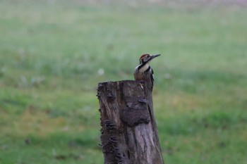 2023年11月23日(木) 帯広市 帯広川の野鳥観察記録