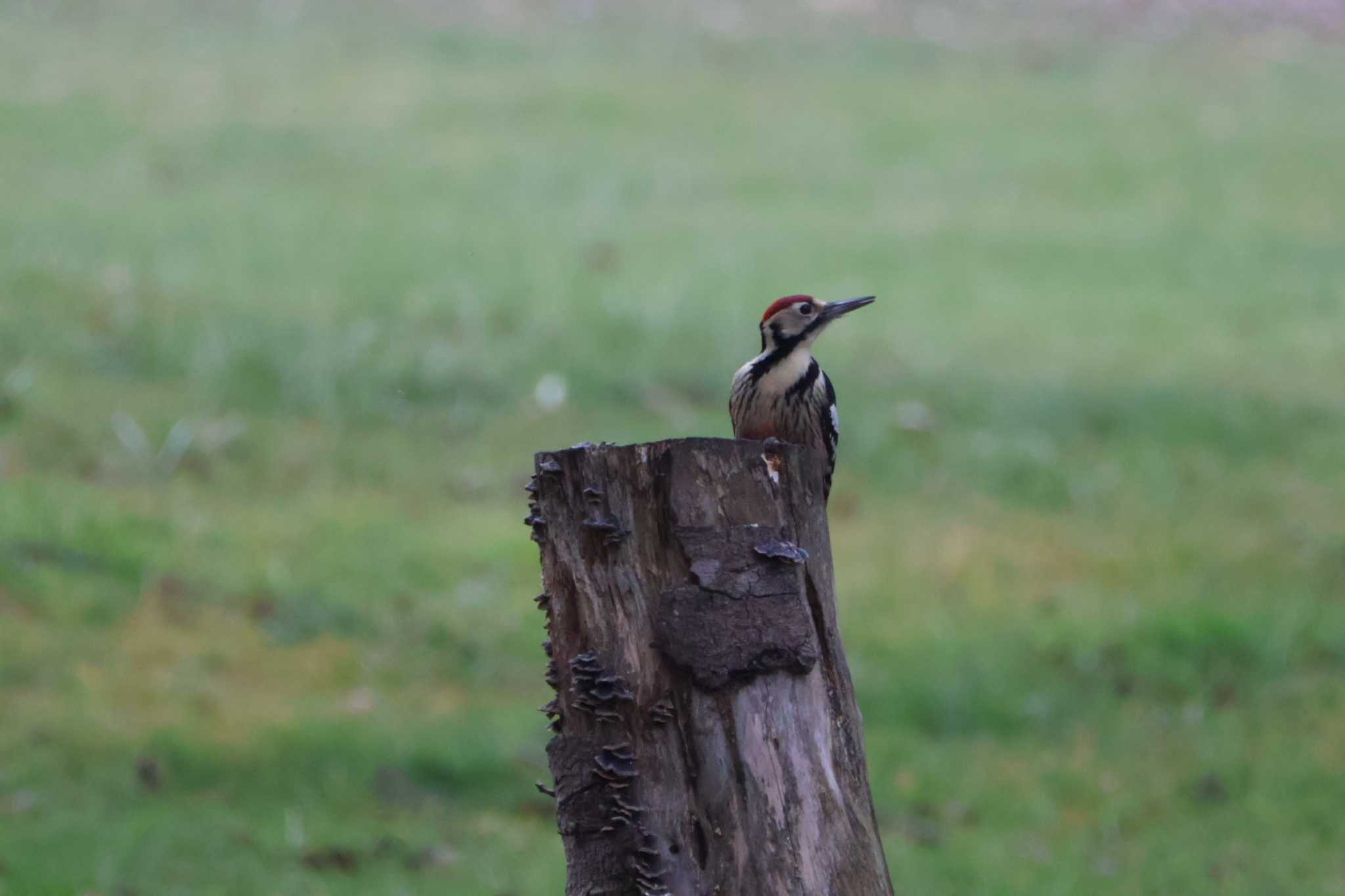 White-backed Woodpecker