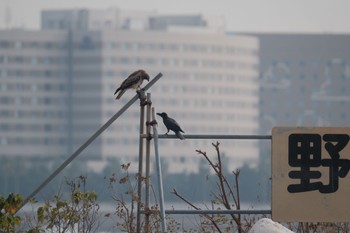 トビ 葛西臨海公園 2023年11月23日(木)