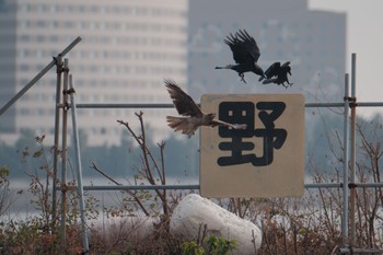 トビ 葛西臨海公園 2023年11月23日(木)