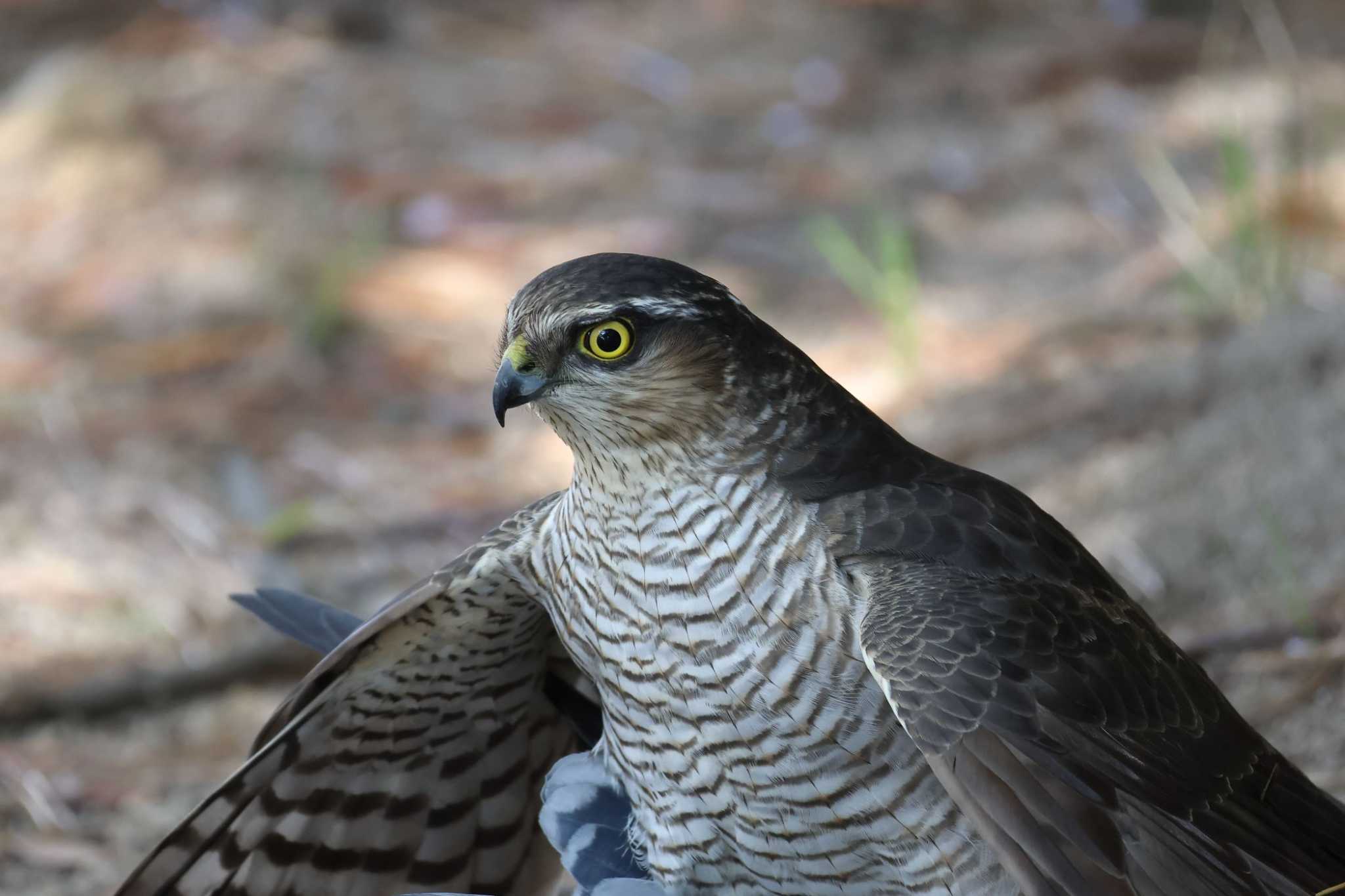 Photo of Eurasian Sparrowhawk at 夙川河川敷緑地(夙川公園) by いわな