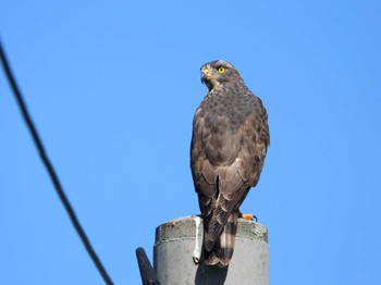 Grey-faced Buzzard Ishigaki Island Thu, 11/23/2023