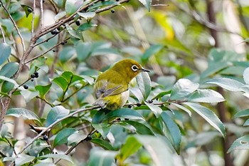 2023年11月26日(日) 愛知県緑化センター 昭和の森の野鳥観察記録