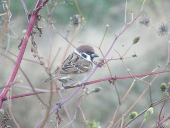 Sat, 11/25/2023 Birding report at 恩田川(鶴見川合流点付近)