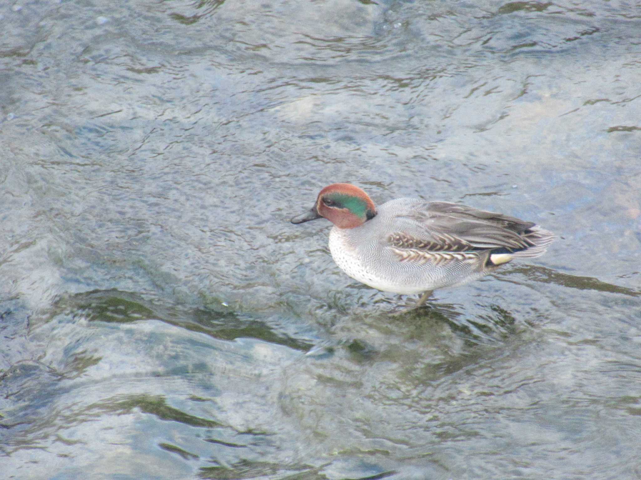 Photo of Eurasian Teal at 恩田川(鶴見川合流点付近) by kohukurou