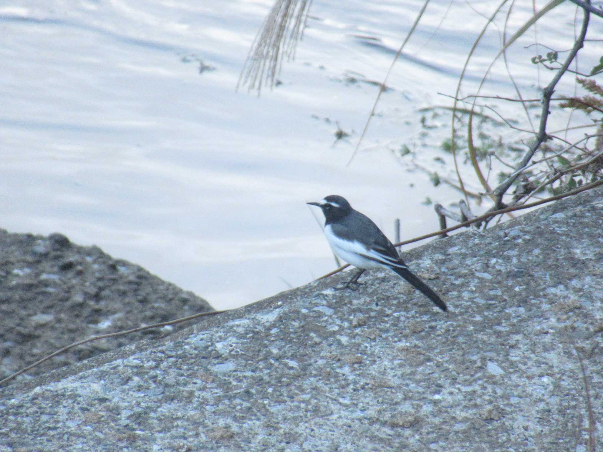 Photo of Japanese Wagtail at 恩田川(鶴見川合流点付近) by kohukurou