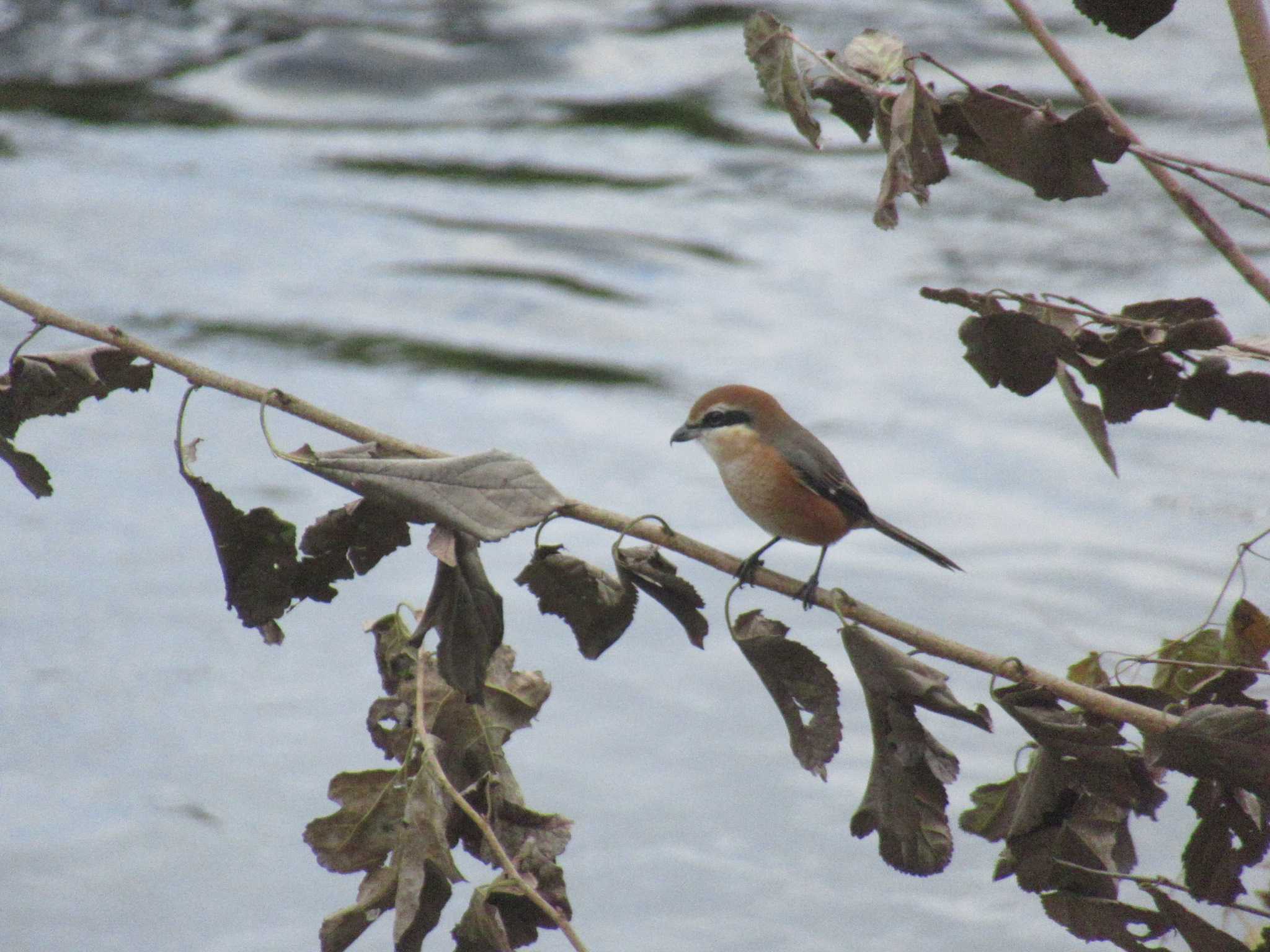 Photo of Bull-headed Shrike at 恩田川(鶴見川合流点付近) by kohukurou