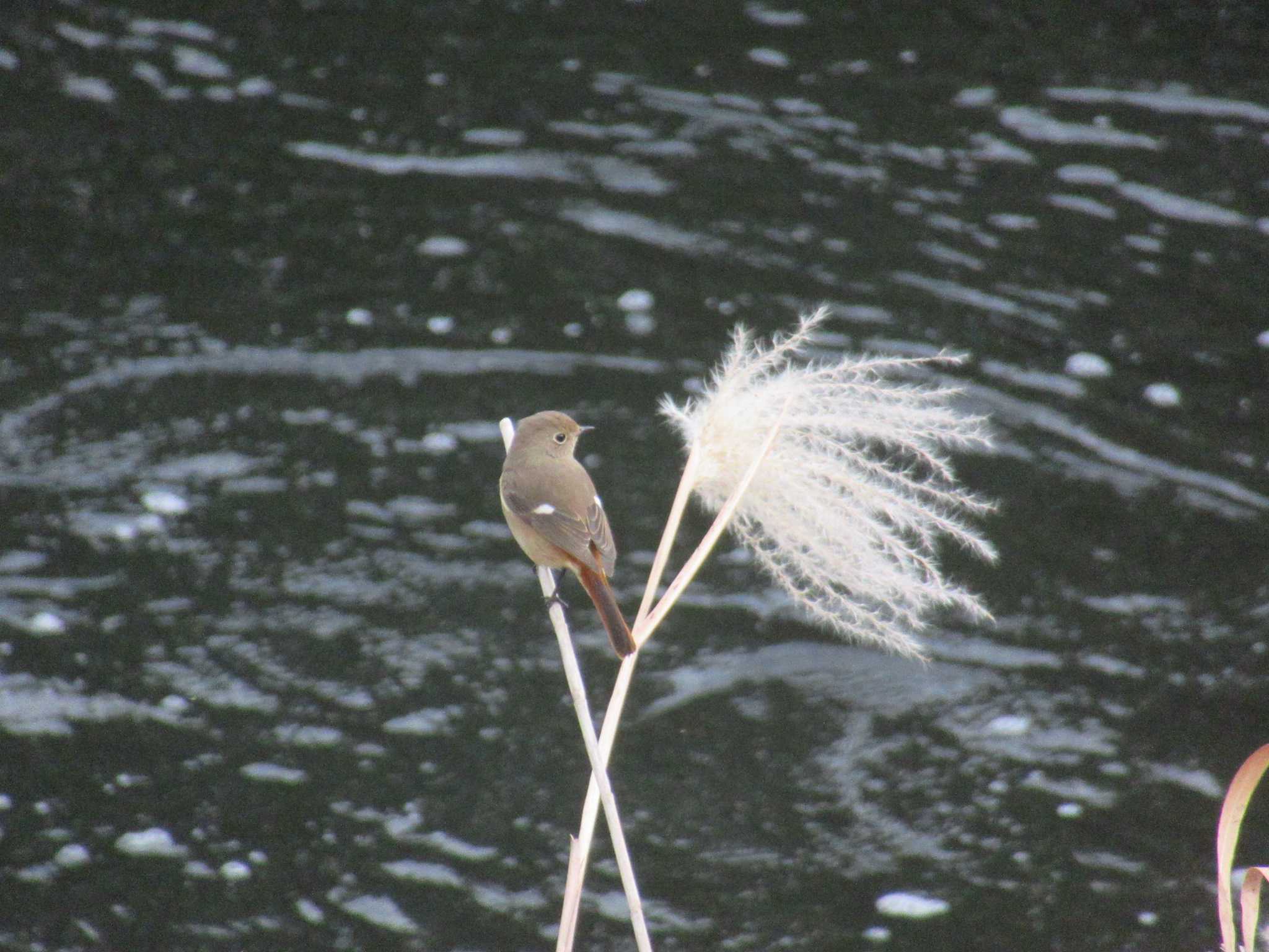 Photo of Daurian Redstart at 恩田川(鶴見川合流点付近) by kohukurou