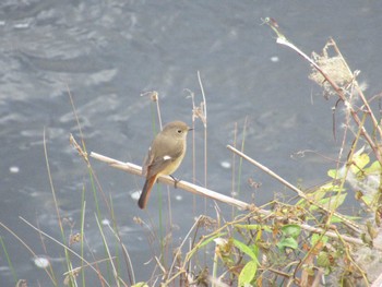 Daurian Redstart 恩田川(鶴見川合流点付近) Sat, 11/25/2023