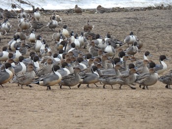 Northern Pintail 猪苗代湖 Sat, 11/25/2023