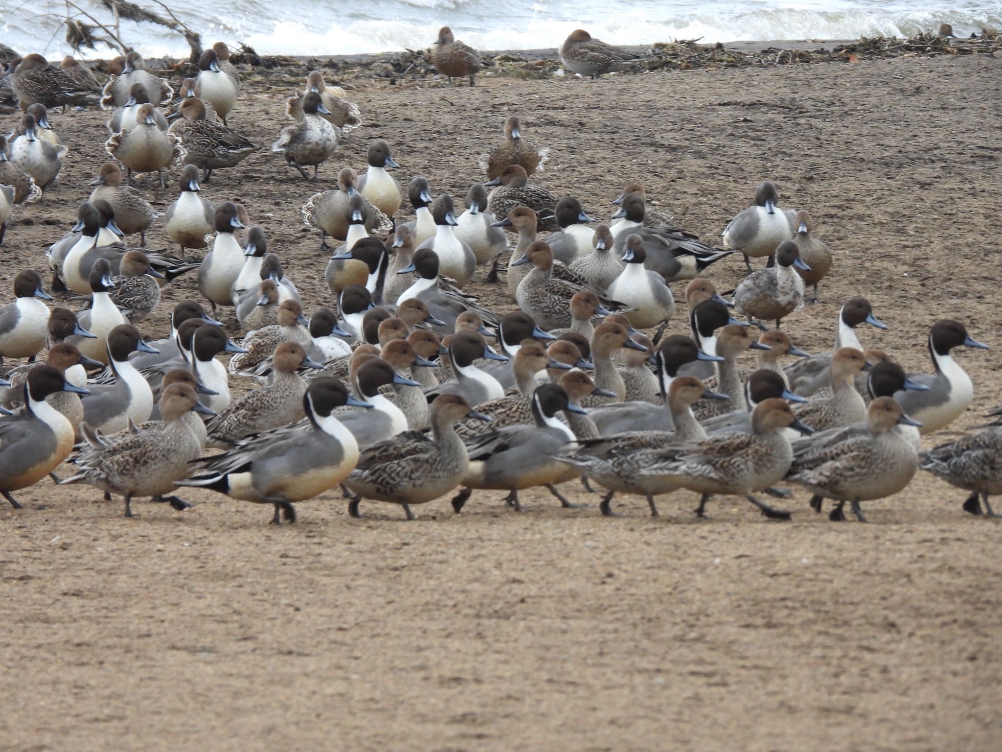 Northern Pintail