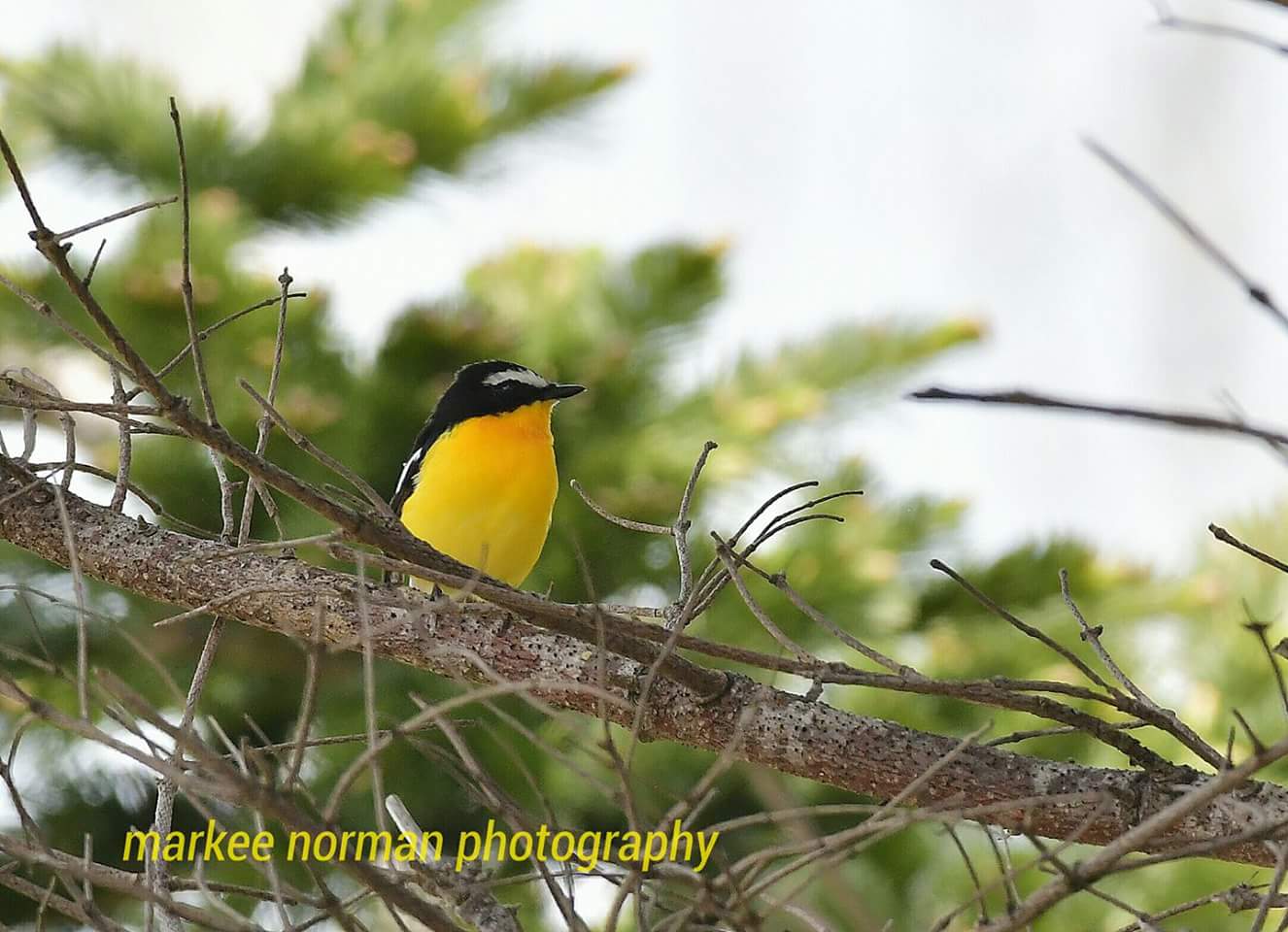 Yellow-rumped Flycatcher