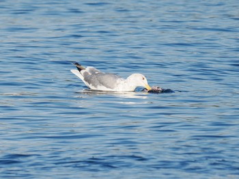 セグロカモメ お台場海浜公園 2023年11月22日(水)