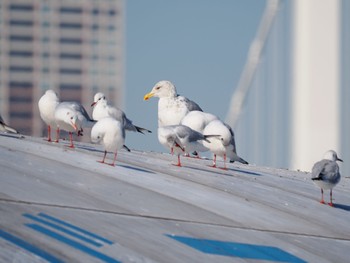 セグロカモメ お台場海浜公園 2023年11月22日(水)