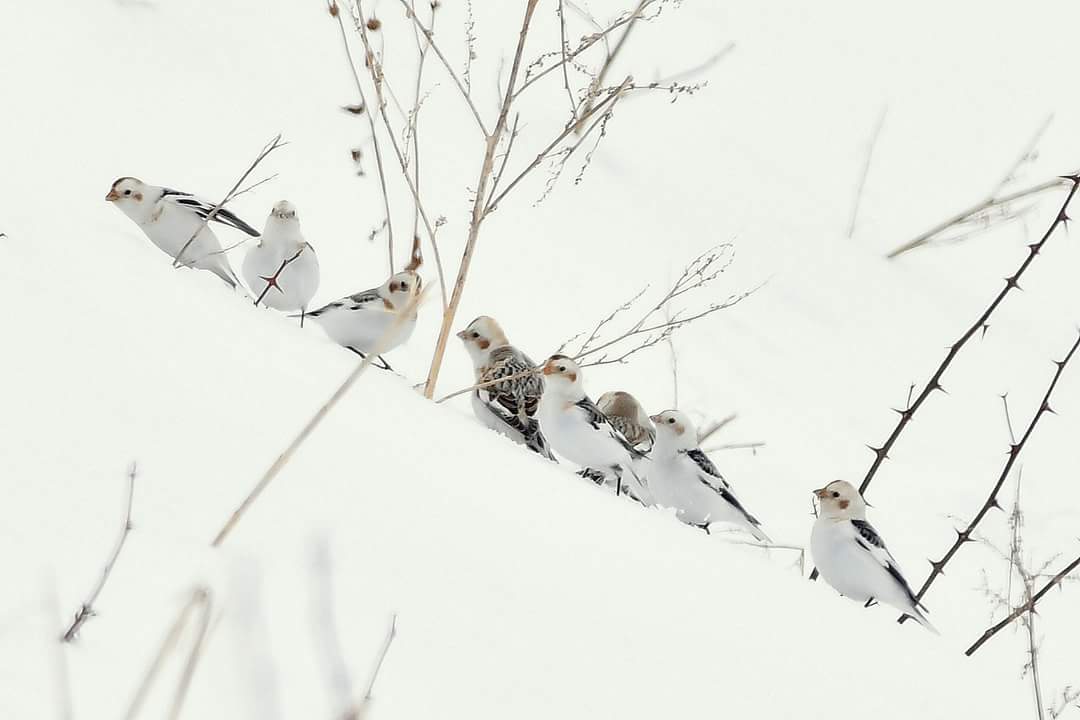 Snow Bunting