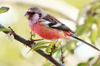 Siberian Long-tailed Rosefinch 国営木曽三川公園  Sun, 11/26/2023