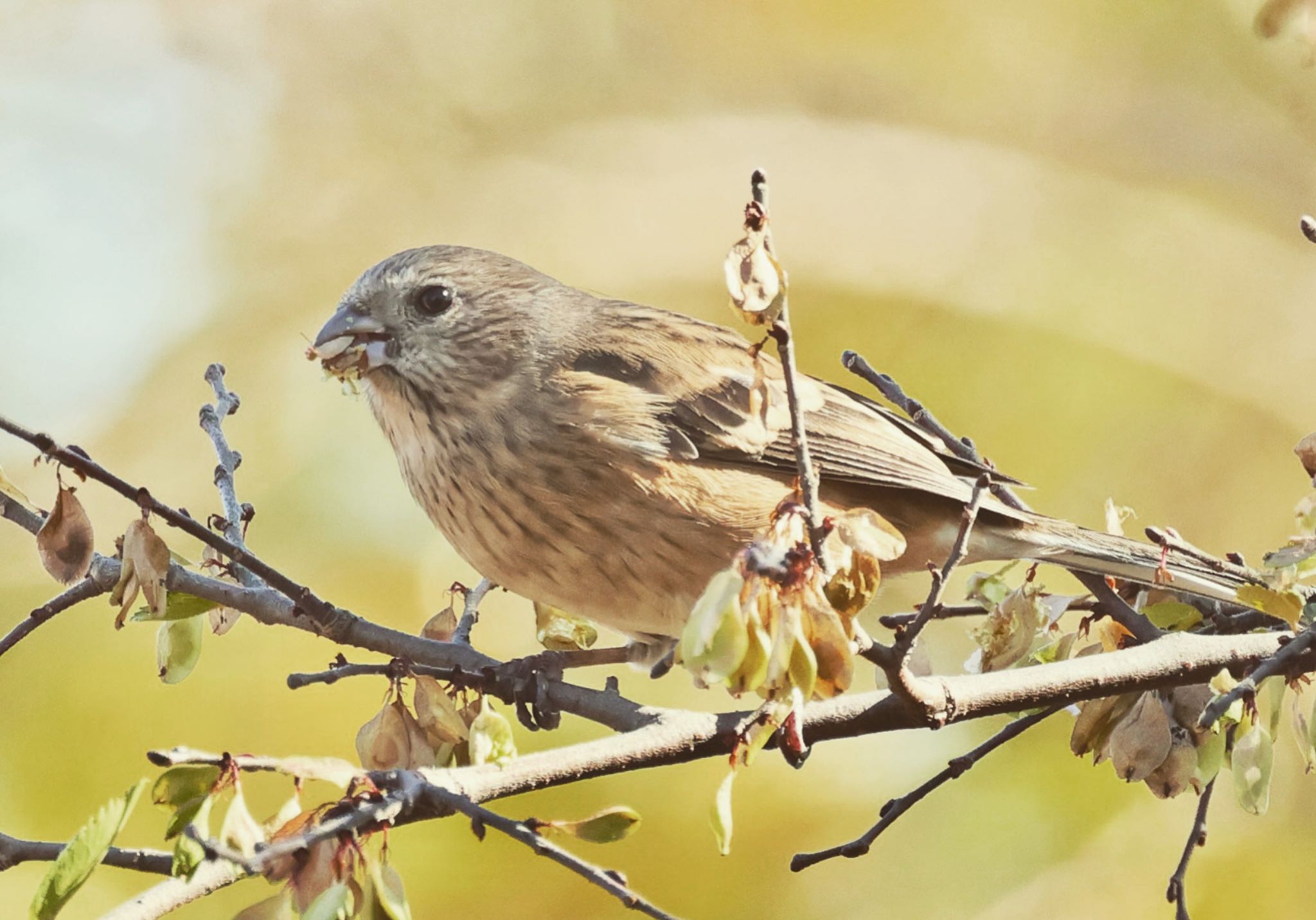 Photo of Siberian Long-tailed Rosefinch at 国営木曽三川公園  by トシさん