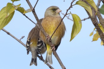 Grey-capped Greenfinch 国営木曽三川公園  Sun, 11/26/2023