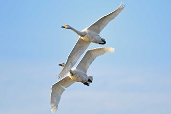 コハクチョウ 大沼(宮城県仙台市) 2023年11月26日(日)