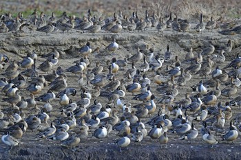 オナガガモ 大沼(宮城県仙台市) 2023年11月26日(日)