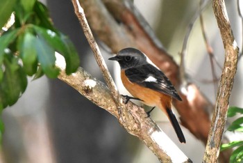 ジョウビタキ 西湖野鳥の森公園 2023年11月26日(日)