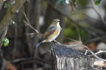 ルリビタキ 西湖野鳥の森公園 2023年11月26日(日)