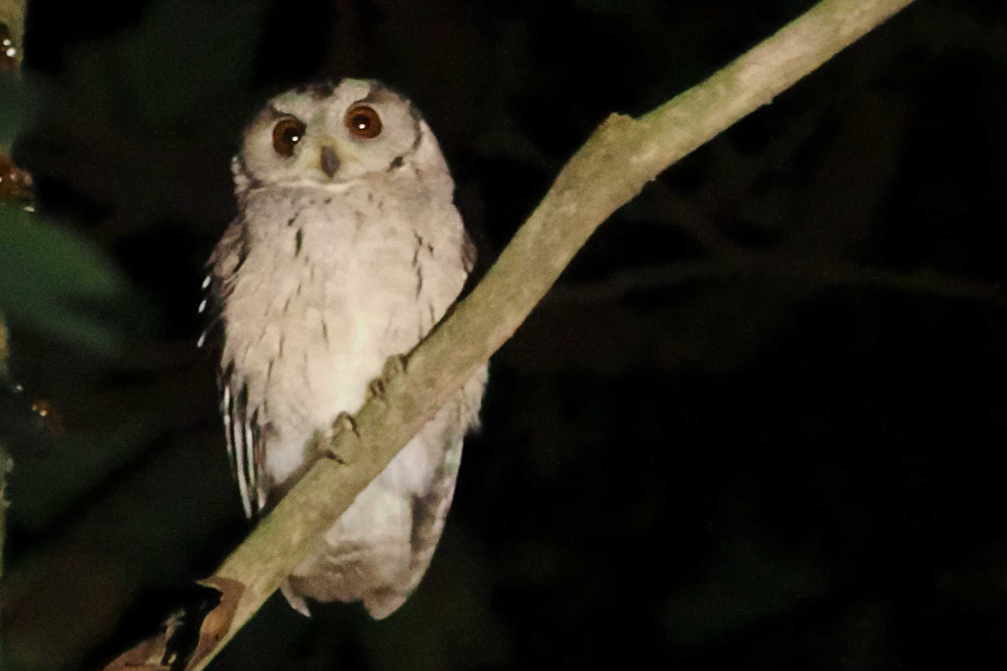 ネパール インドオオコノハズクの写真 by 藤原奏冥