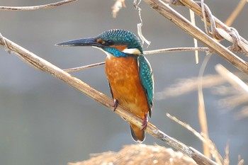 カワセミ 東京港野鳥公園 2023年11月23日(木)