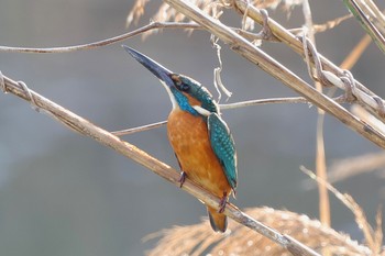 カワセミ 東京港野鳥公園 2023年11月23日(木)