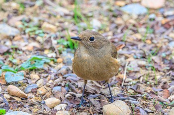 Daurian Redstart 石ケ谷公園 Mon, 11/6/2023