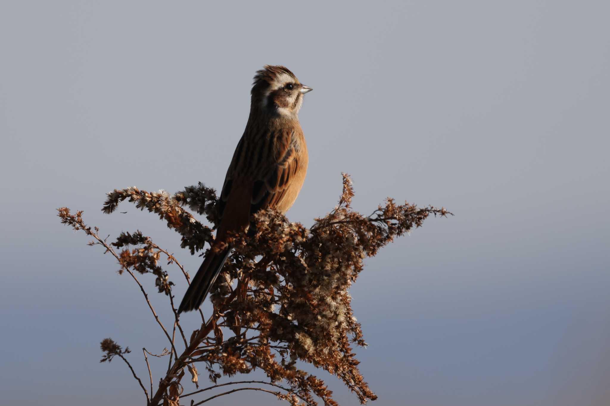 Photo of Meadow Bunting at 妙岐ノ鼻 by ひろ