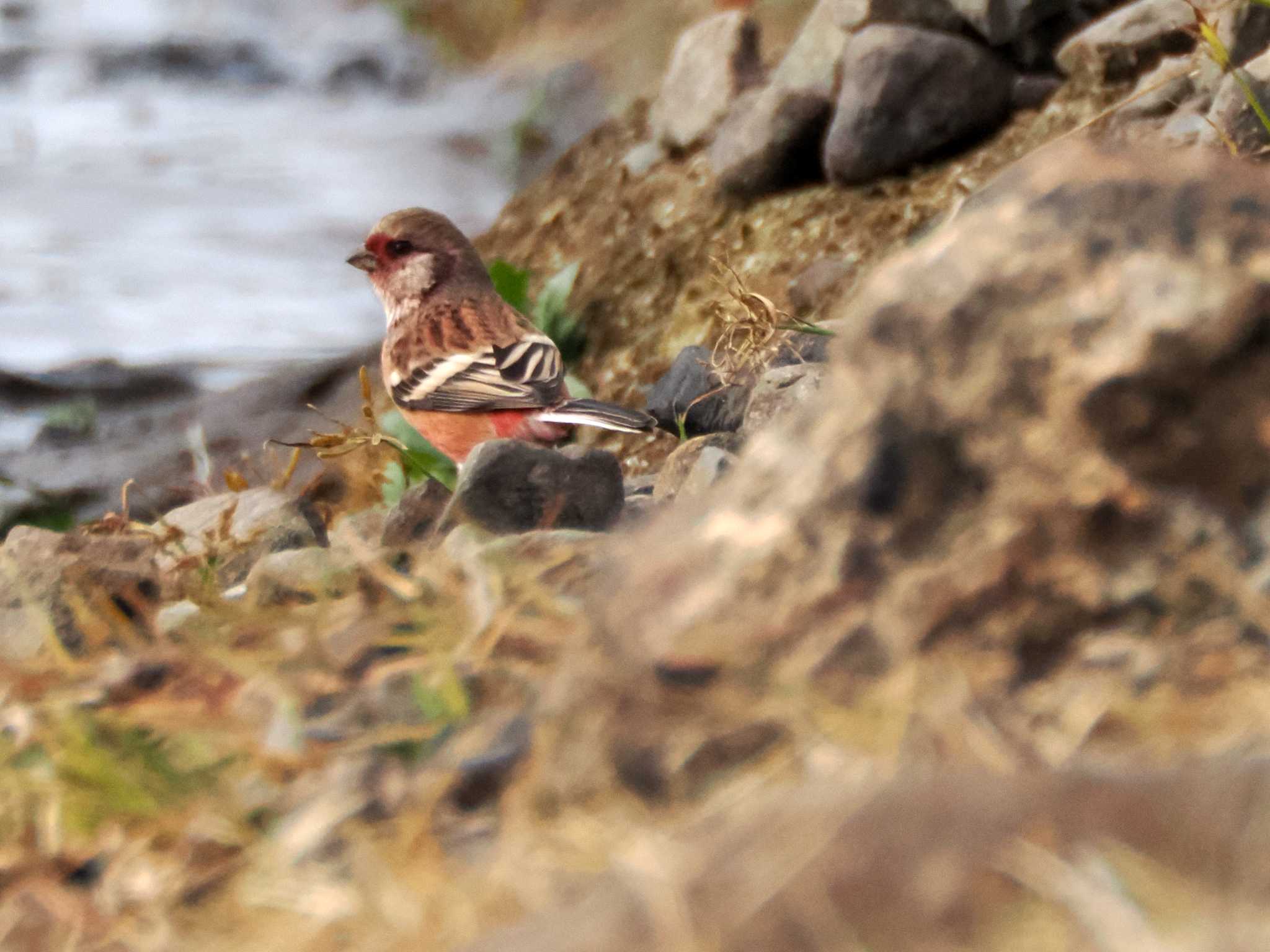 Photo of Siberian Long-tailed Rosefinch at Kejonuma Swamp by ぴーさん