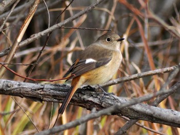 Daurian Redstart Kejonuma Swamp Sun, 11/26/2023