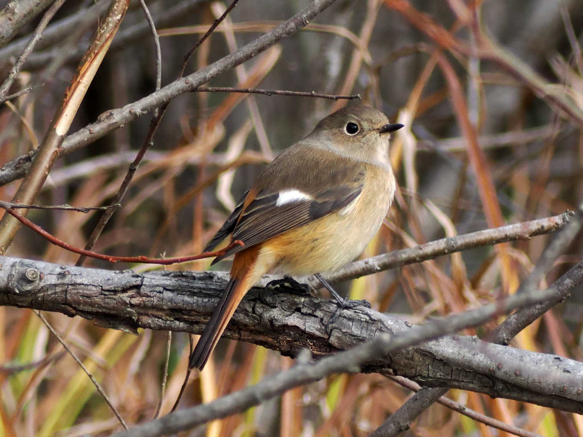 Photo of Daurian Redstart at Kejonuma Swamp by ぴーさん