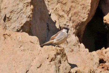 House Sparrow ネパール Sun, 11/19/2023