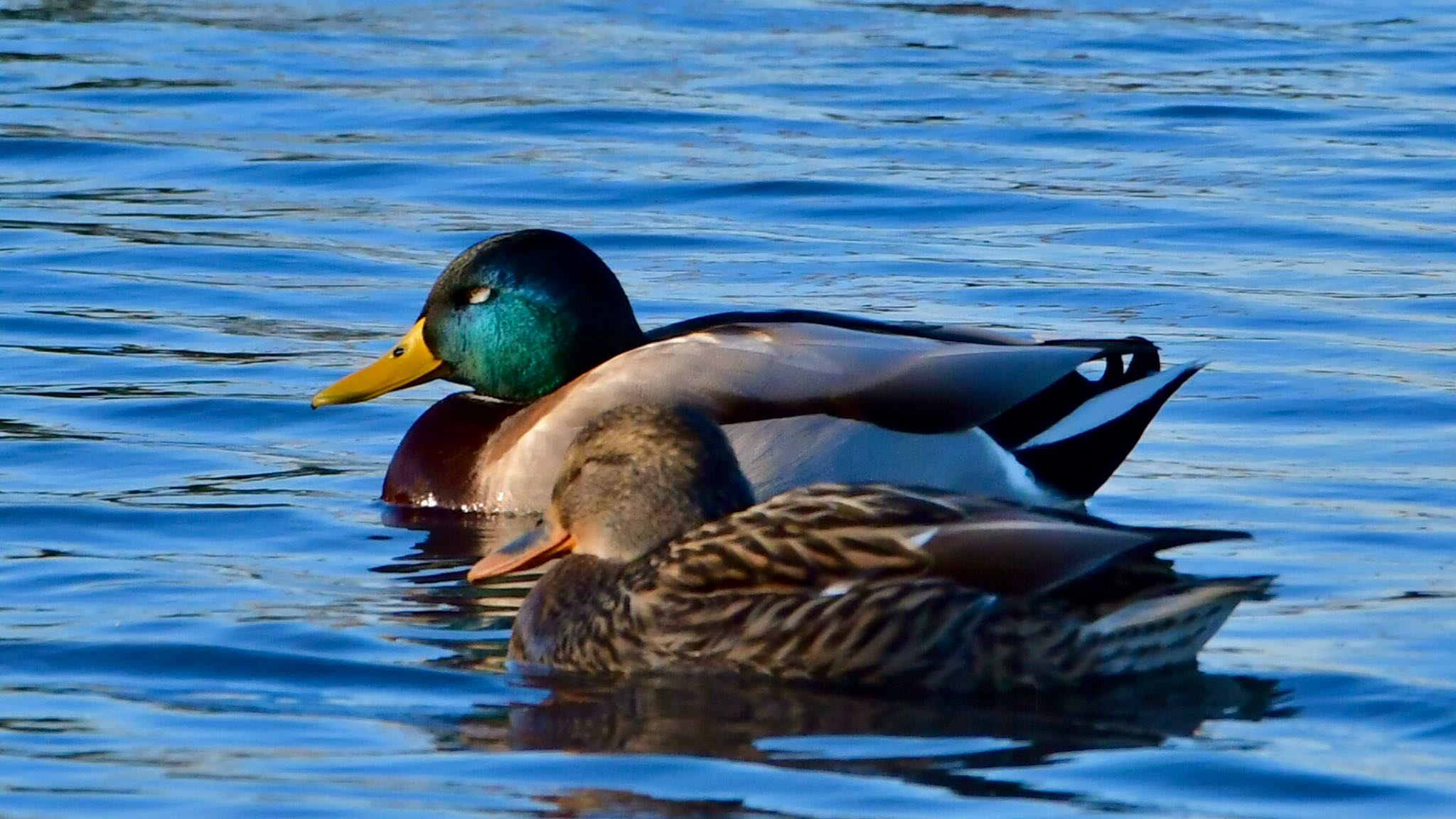 おしどりマガモ🦆 by Taka Eri