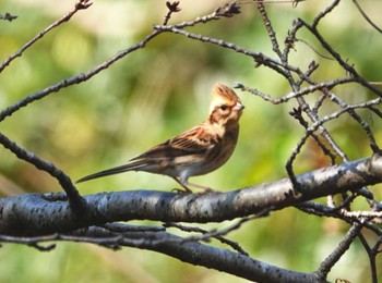 Yellow-throated Bunting 稲佐山公園 Mon, 11/27/2023