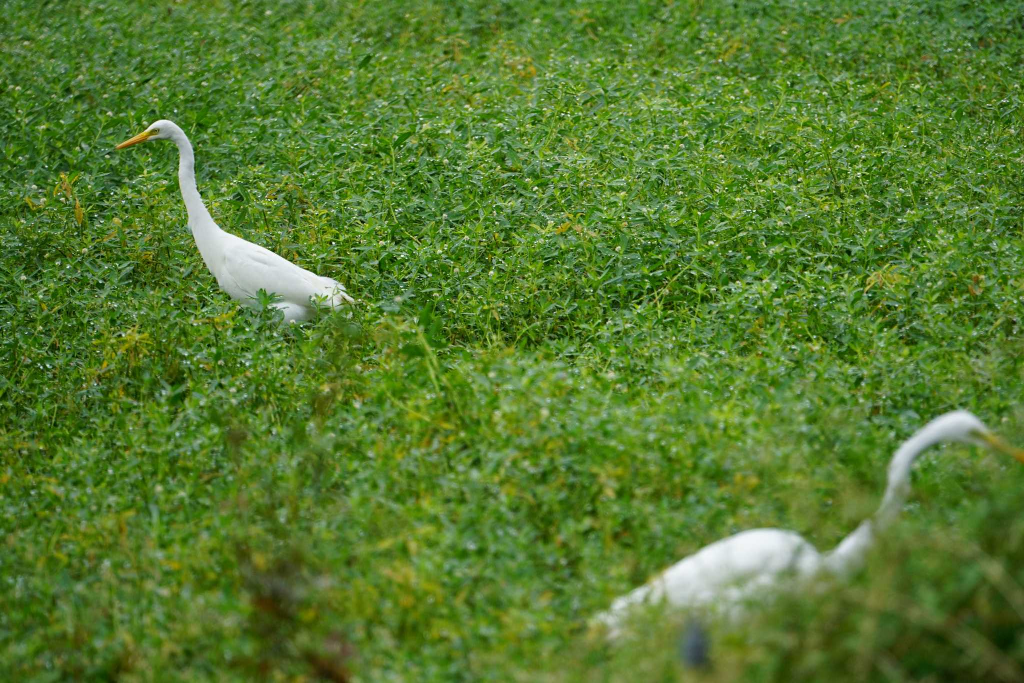 昆陽池公園 チュウサギの写真 by マル