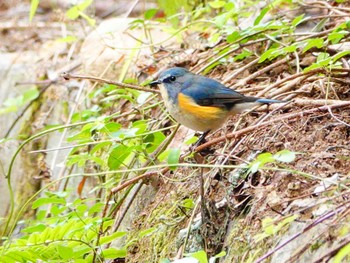 Red-flanked Bluetail 稲佐山公園 Mon, 11/27/2023