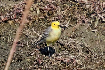 Citrine Wagtail ネパール Mon, 11/20/2023