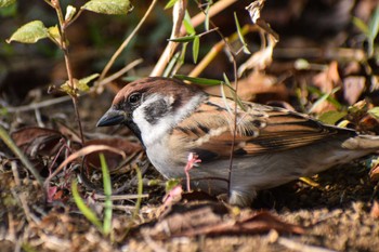 Eurasian Tree Sparrow 奈良山公園 Mon, 11/27/2023