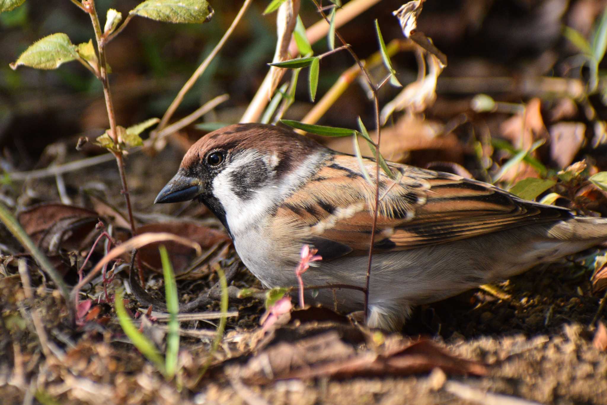 Eurasian Tree Sparrow