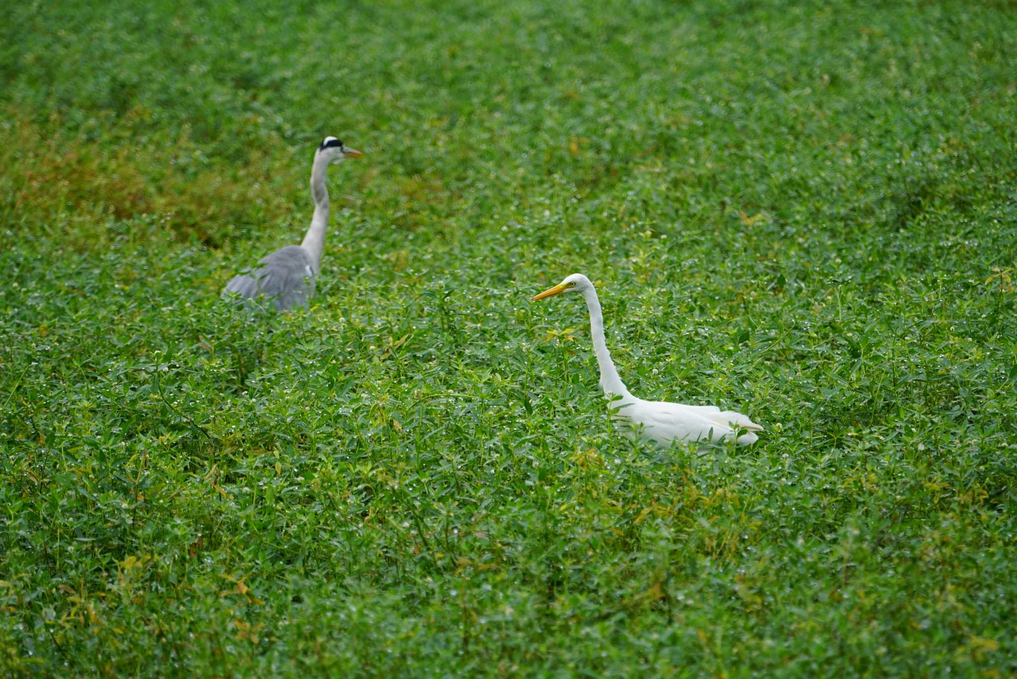 昆陽池公園 チュウサギの写真 by マル