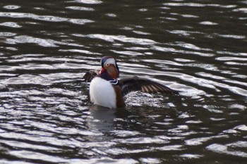 Mandarin Duck 奈良山公園 Mon, 11/27/2023