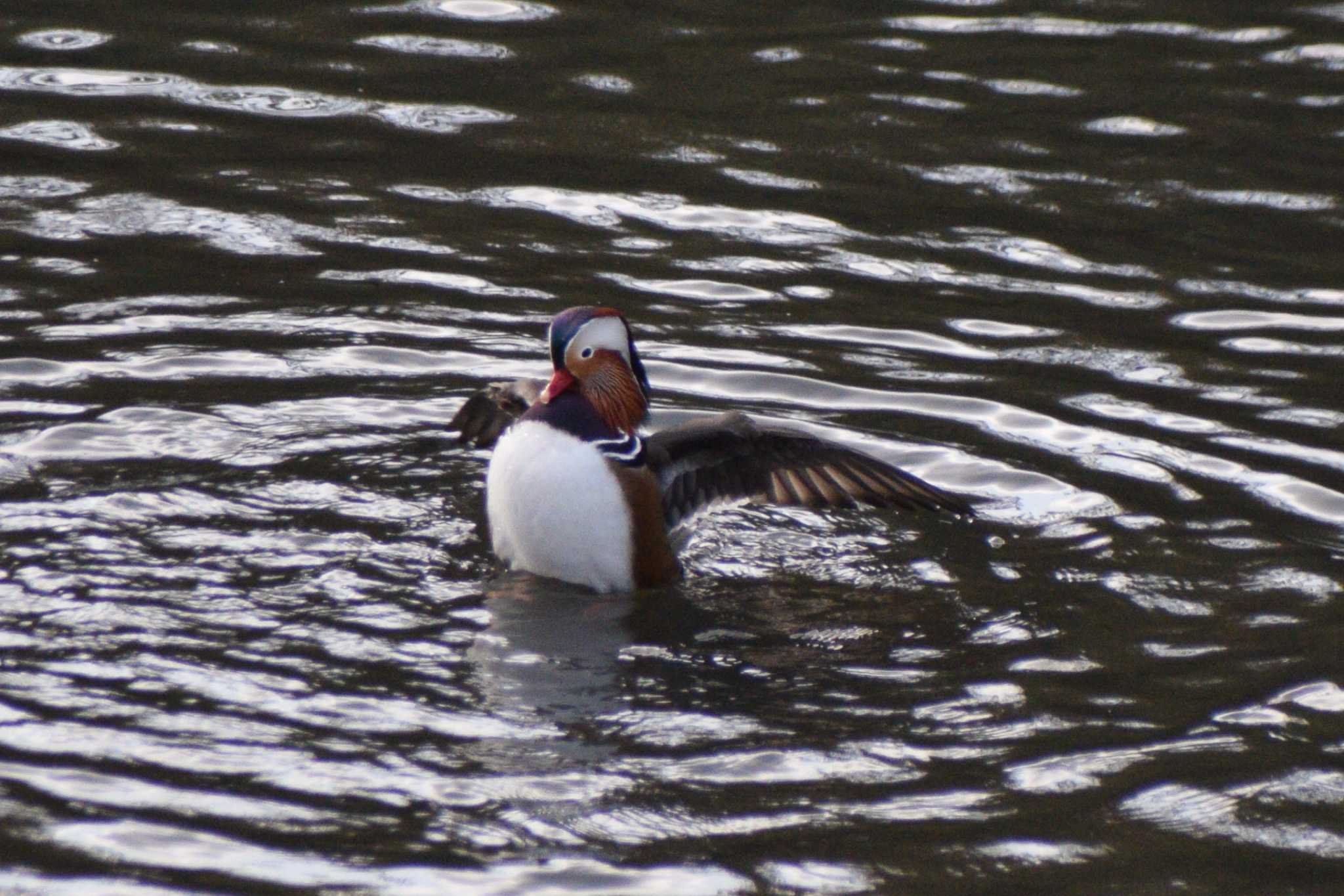 Photo of Mandarin Duck at 奈良山公園 by NM🐥📷